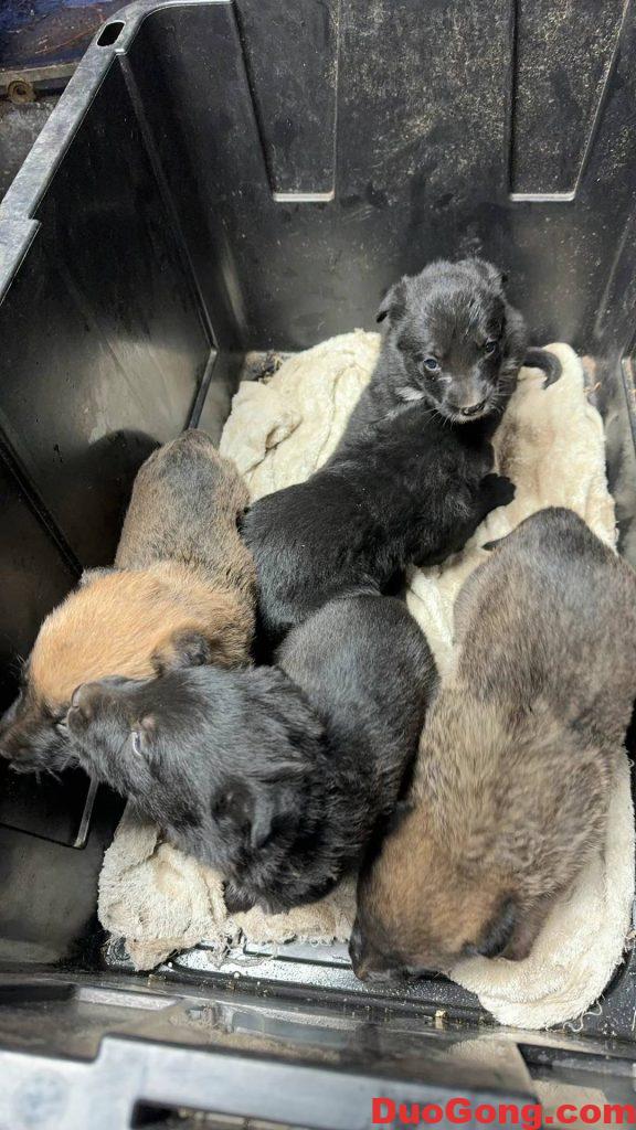 圖片[3]-灣區出牧羊犬與邊牧的小狗狗-多工網